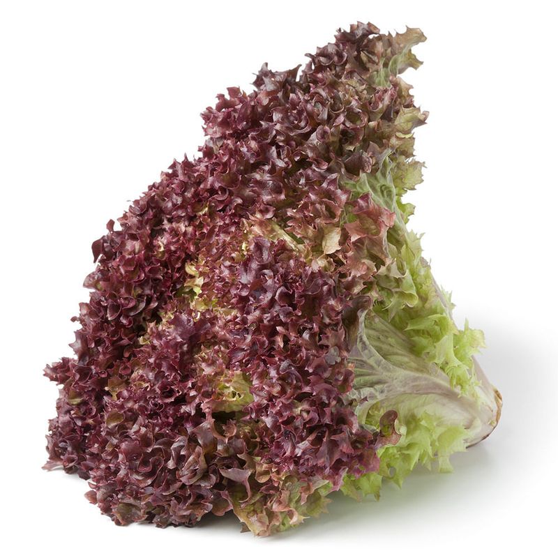 Lechuga-Morada-0