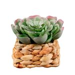 Planta-Artificial-Suculenta-con-Cesta-11x11x8-cs-106-0
