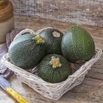 Zapallito-aprox-1-kg-0