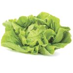 Lechuga-organica-0