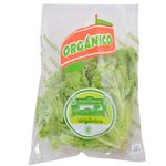 Lechuga-crespa-organica-0