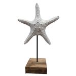 Estrella-de-mar-blanca-con-soporte-1